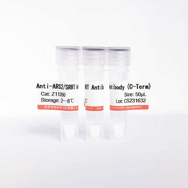 ARS2/SRRT抗体图片