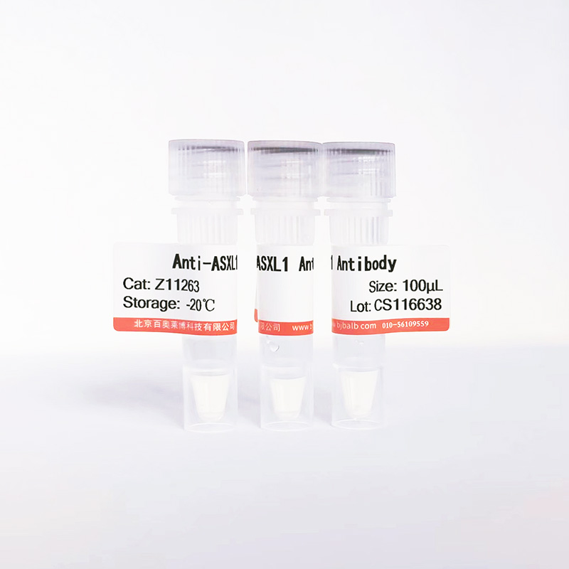 ASXL1抗体图片