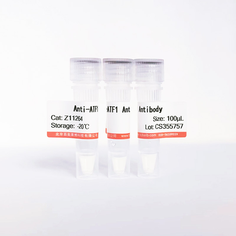 ATF1抗体图片 ATF1抗体图片