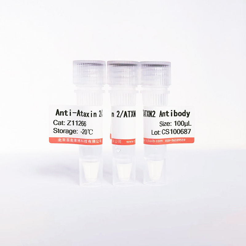 Ataxin 2/ATXN2抗体图片