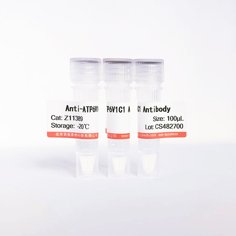 ATP6V1C1抗体图片