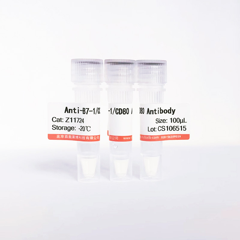 B7-1/CD80抗体图片
