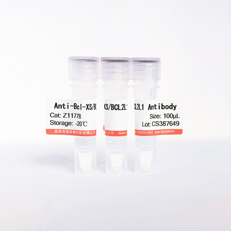 Bcl-XS/BCL2L1抗体图片 Bcl-XS/BCL2L1抗体图片