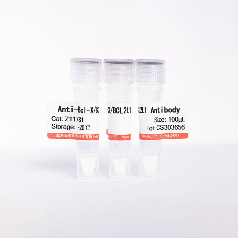 Bcl-X/BCL2L1抗体图片 Bcl-X/BCL2L1抗体图片