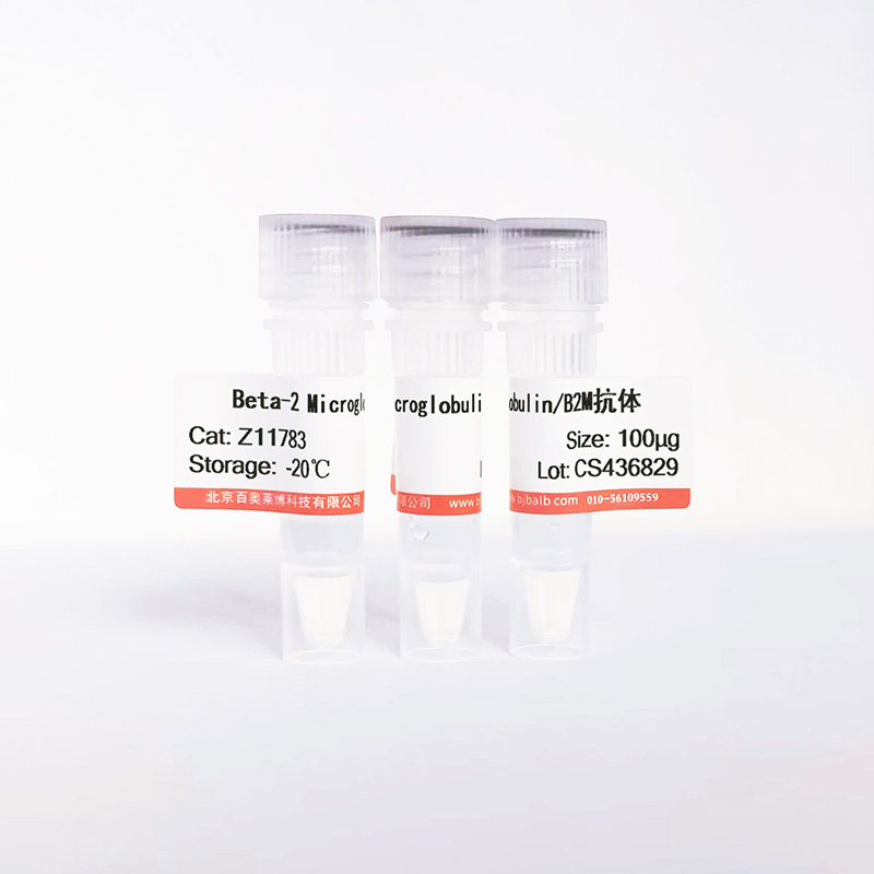 Beta-2 Microglobulin/B2M抗体图片