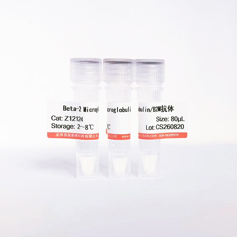 Beta-2 Microglobulin/B2M抗体图片