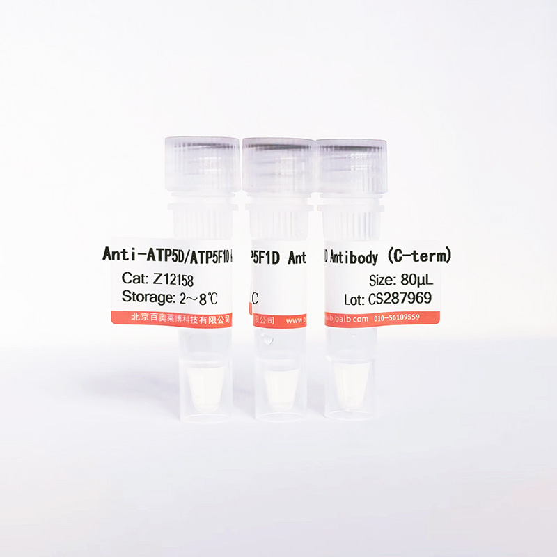 ATP5D/ATP5F1D抗体图片