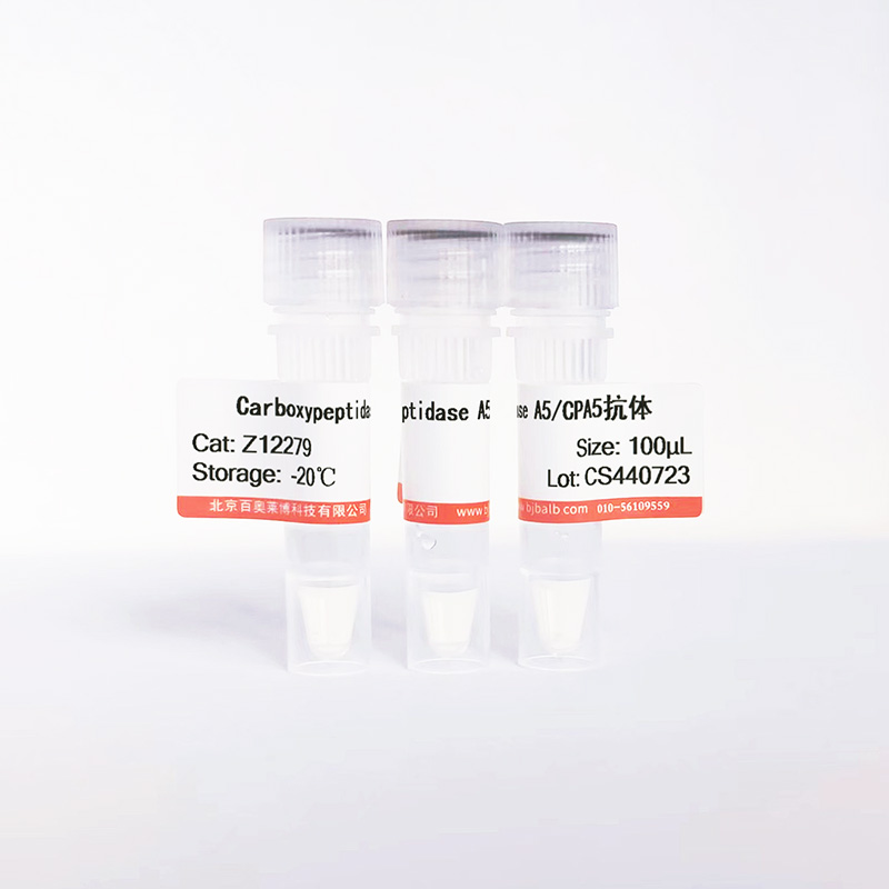 Carboxypeptidase A5/CPA5抗体图片