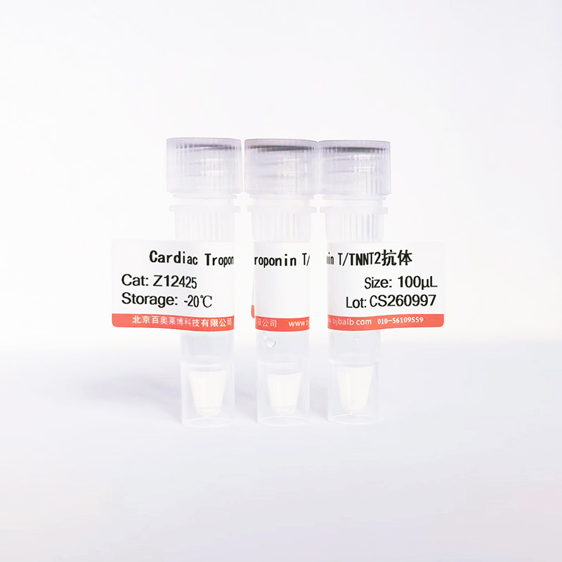 Cardiac Troponin T/TNNT2抗体图片