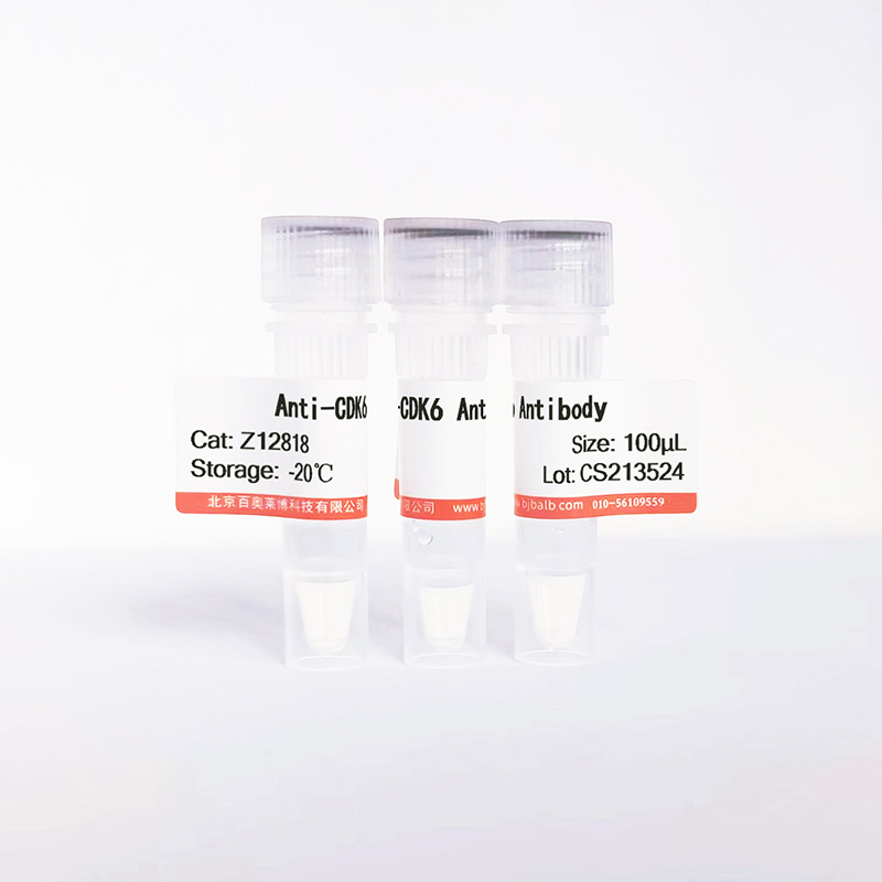 CDK6抗体图片 CDK6抗体图片