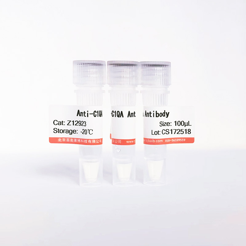 C1QA抗体图片 C1QA抗体图片