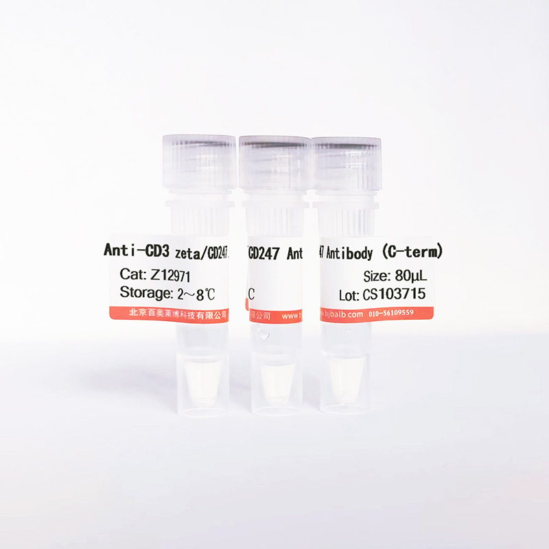 CD3 zeta/CD247抗体图片 CD3 zeta/CD247抗体图片