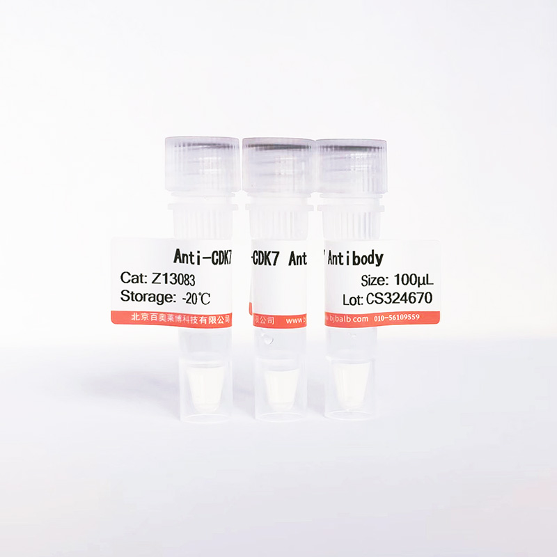 CDK7抗体图片 CDK7抗体图片