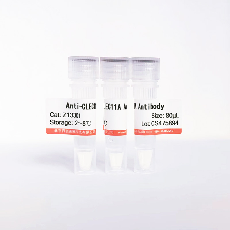 CLEC11A抗体图片 CLEC11A抗体图片