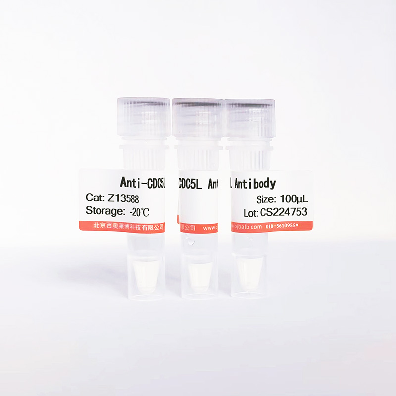 CDC5L抗体图片 CDC5L抗体图片