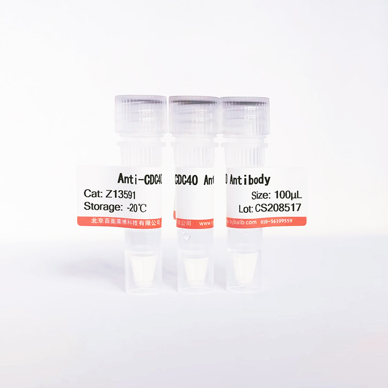 CDC40抗体图片 CDC40抗体图片