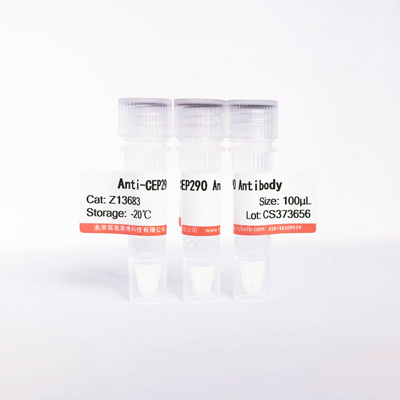 CEP290抗体图片 CEP290抗体图片