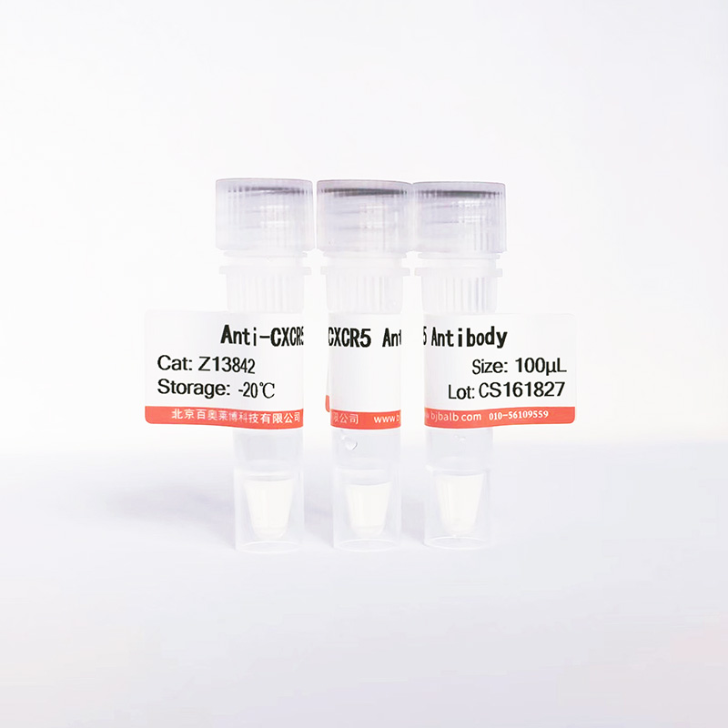 CXCR5抗体图片