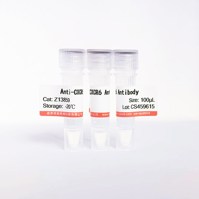 CXCR6抗体图片