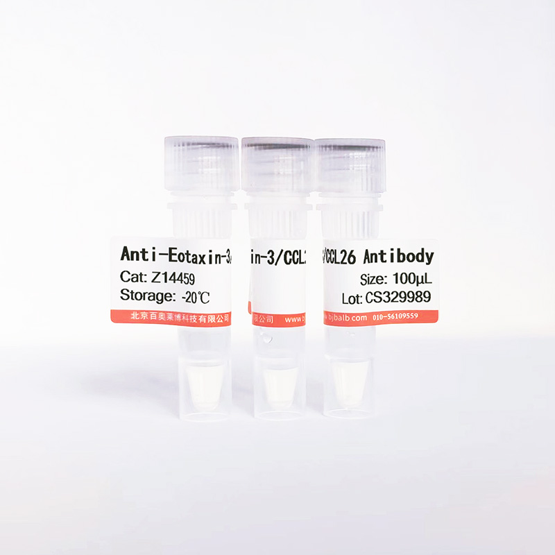 Eotaxin-3/CCL26抗体图片 Eotaxin-3/CCL26抗体图片