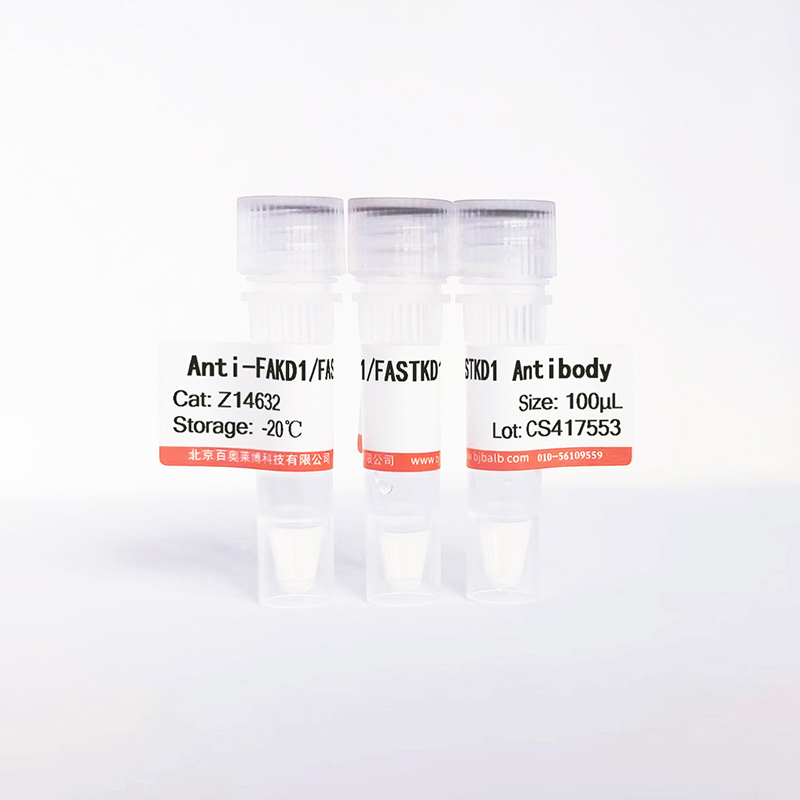 FAKD1/FASTKD1抗体图片