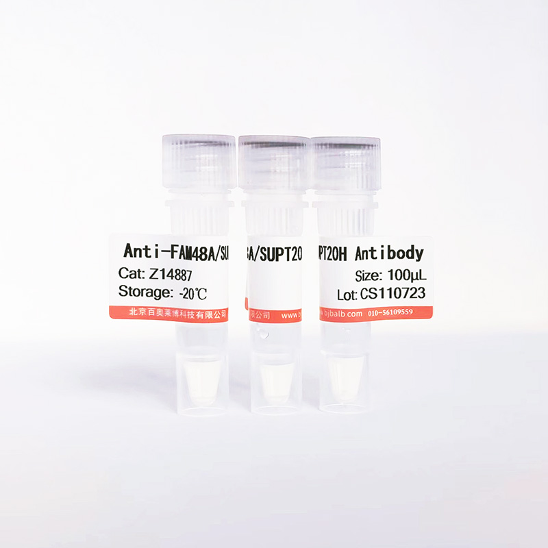 FAM48A/SUPT20H抗体图片
