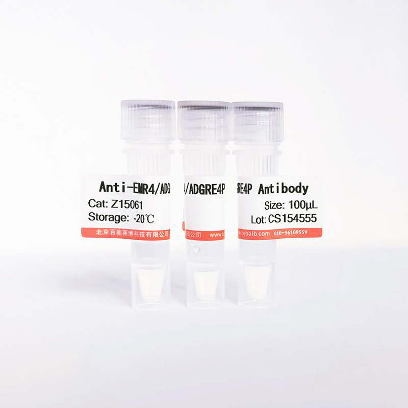 EMR4/ADGRE4P抗体图片 EMR4/ADGRE4P抗体图片