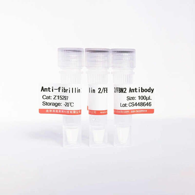 fibrillin 2/FBN2抗体图片