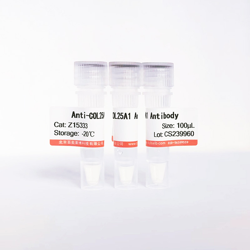 COL25A1抗体图片 COL25A1抗体图片