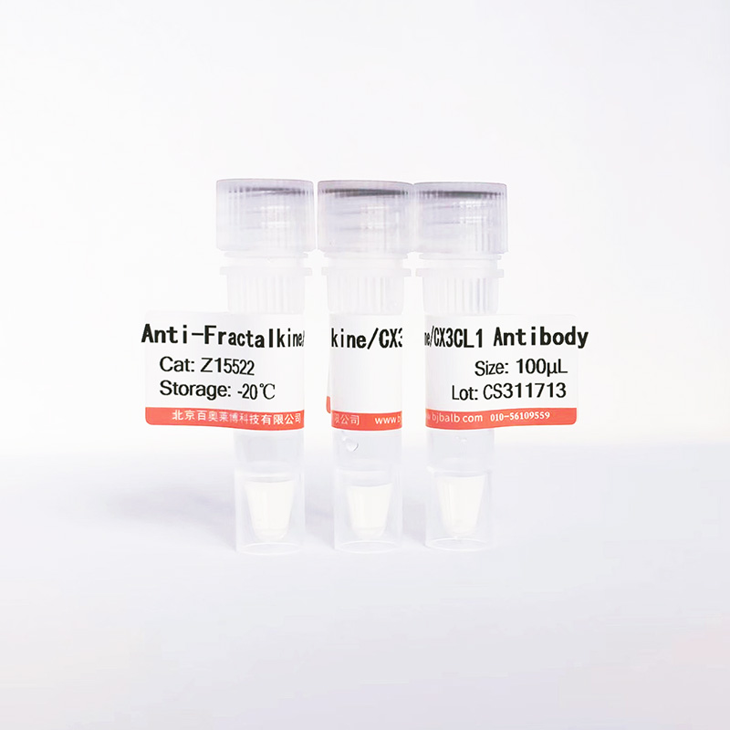Fractalkine/CX3CL1抗体图片 Fractalkine/CX3CL1抗体图片