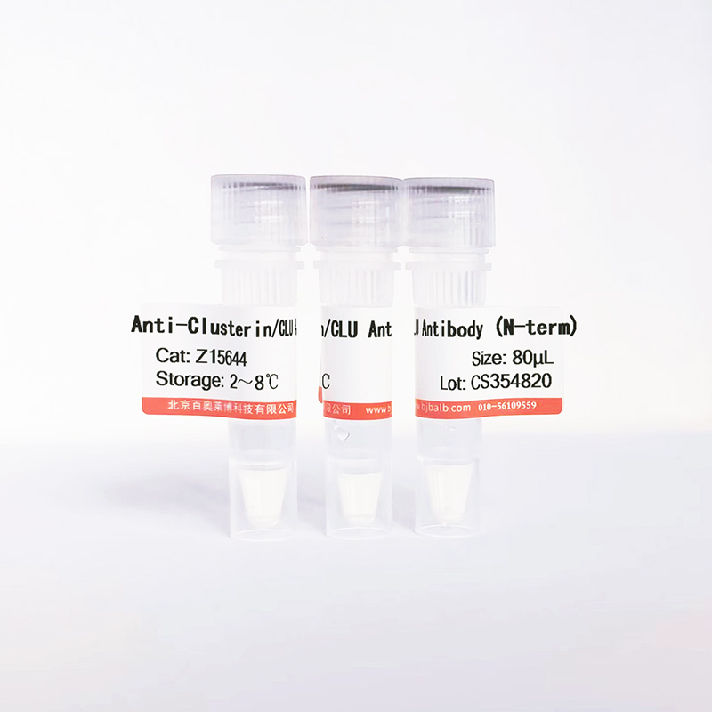 Clusterin/CLU抗体图片 Clusterin/CLU抗体图片