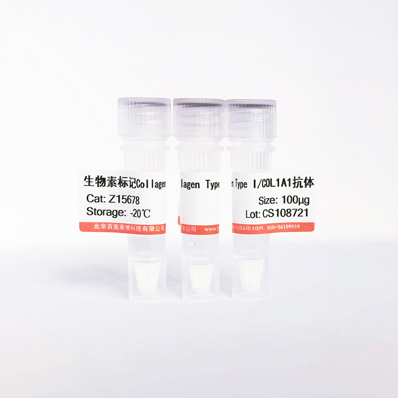 生物素标记Collagen Type I/COL1A1抗体图片