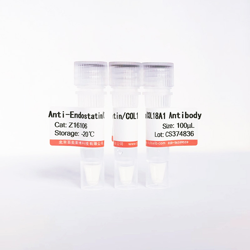 Endostatin/COL18A1抗体图片 Endostatin/COL18A1抗体图片