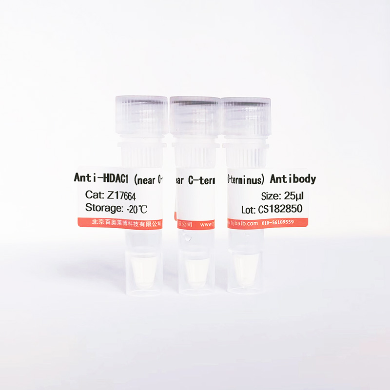 HDAC1 (near C-terminus)抗体图片