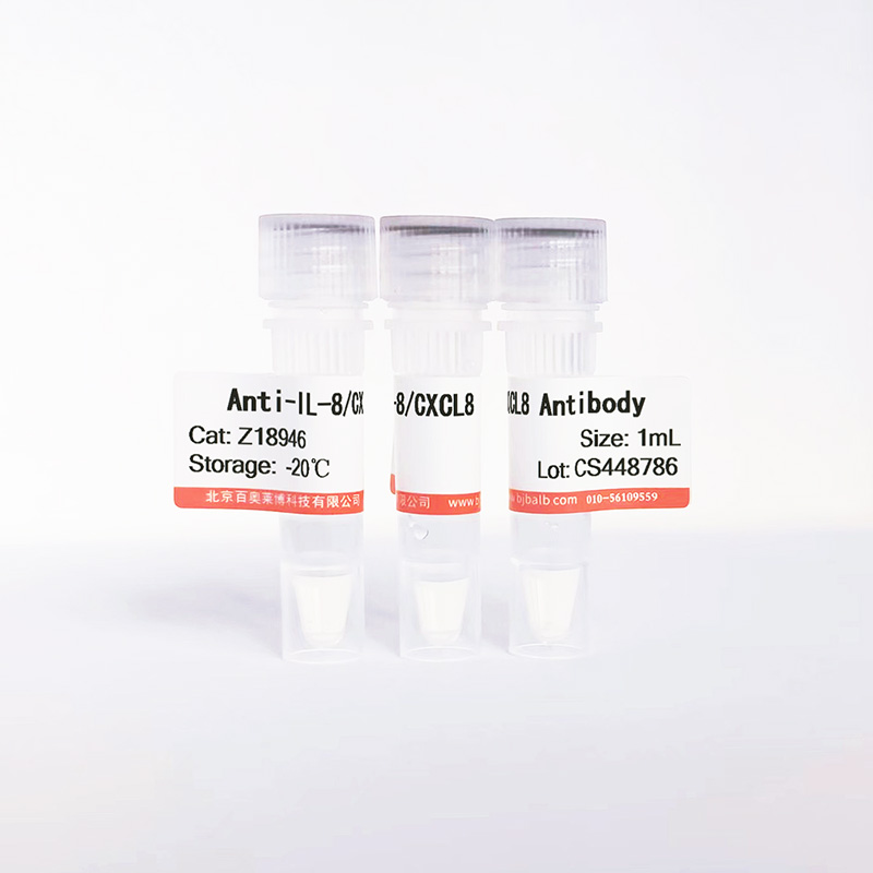 IL-8/CXCL8抗体图片