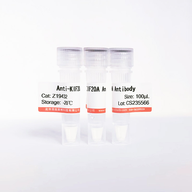 KIF20A抗体图片