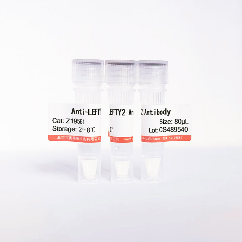LEFTY2抗体图片