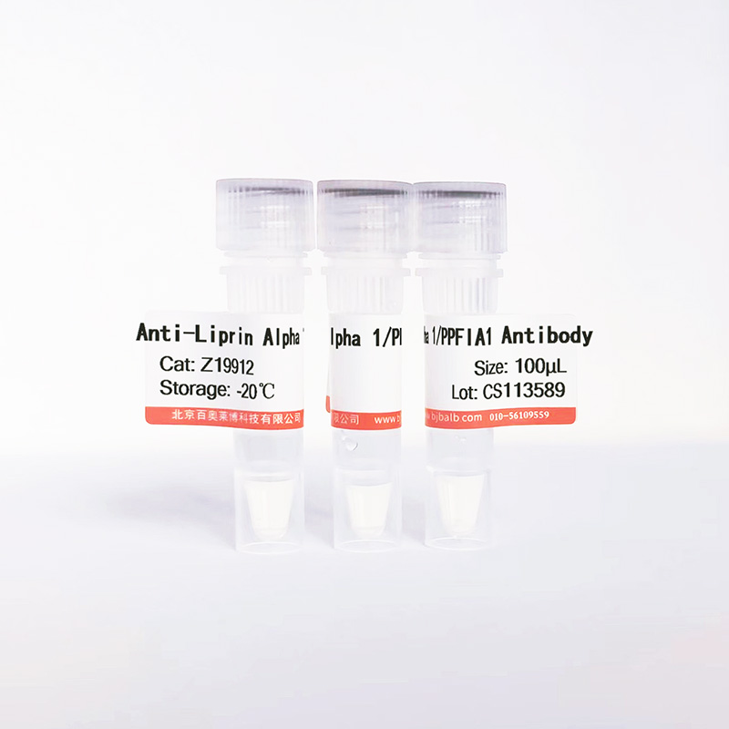 Liprin Alpha 1/PPFIA1抗体图片