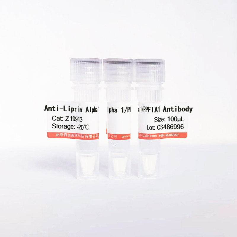 Liprin Alpha 1/PPFIA1抗体图片