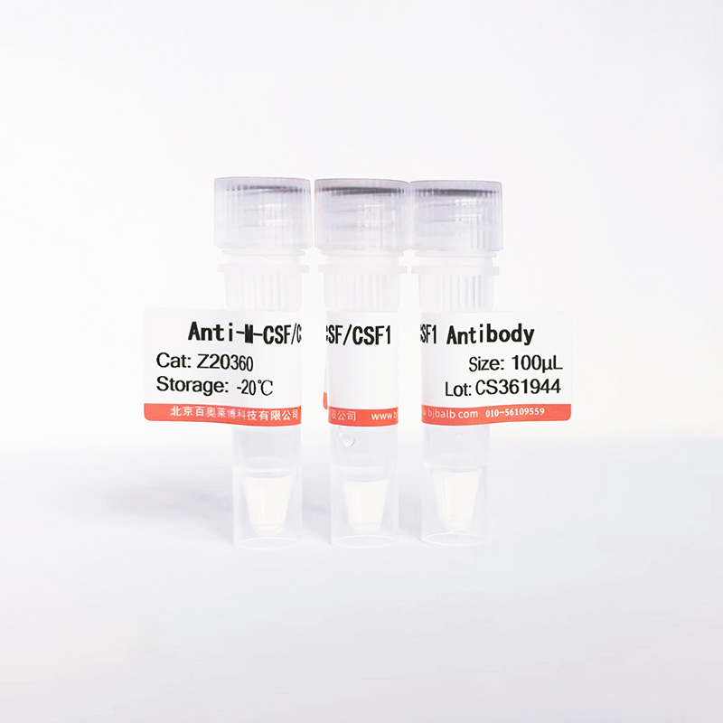 M-CSF/CSF1抗体图片