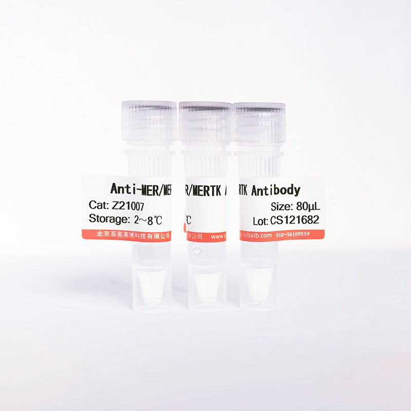 MER/MERTK抗体图片
