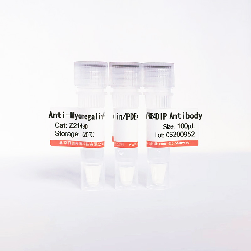 Myomegalin/PDE4DIP抗体图片