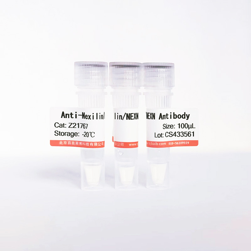 Nexilin/NEXN抗体图片