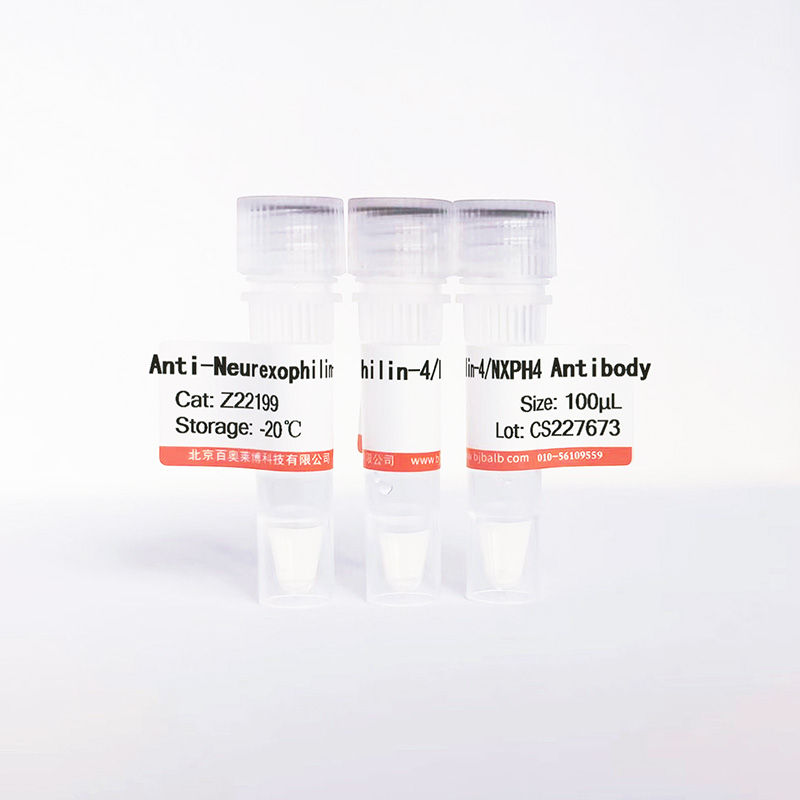 Neurexophilin-4/NXPH4抗体图片