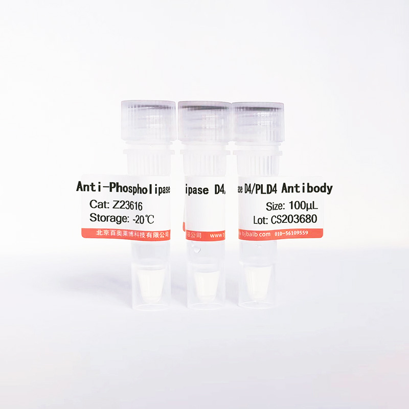 Phospholipase D4/PLD4抗体图片