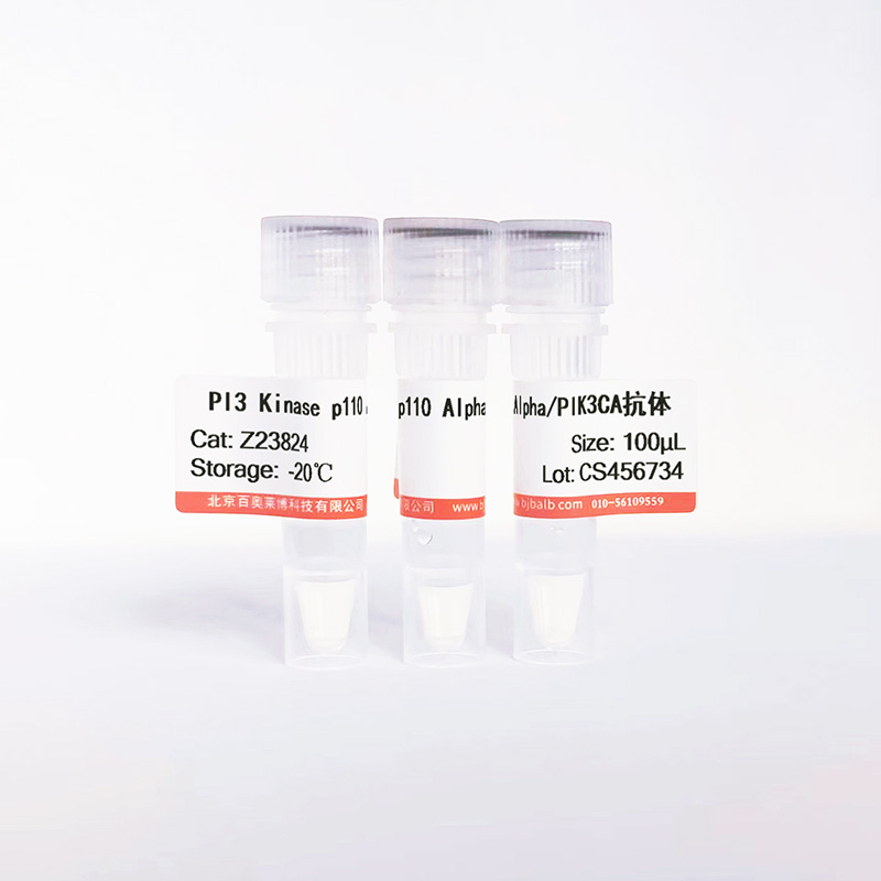 PI3 Kinase p110 Alpha/PIK3CA抗体图片