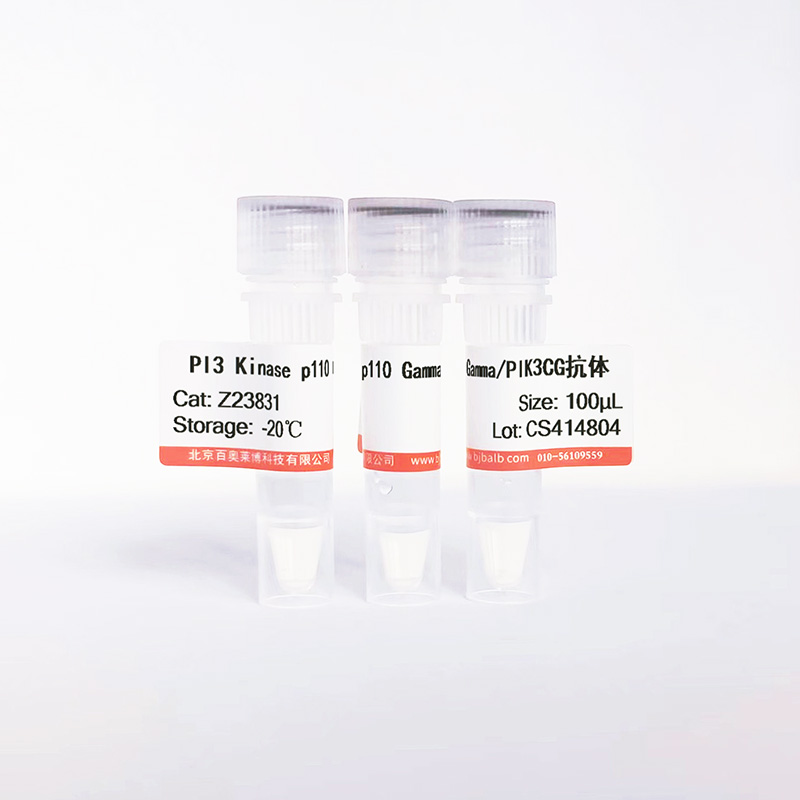 PI3 Kinase p110 Gamma/PIK3CG抗体图片