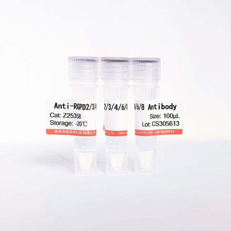 RGPD2/3/4/6/8抗体图片