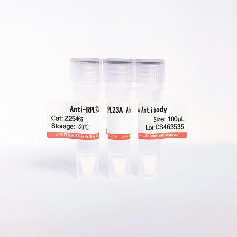 RPL23A抗体图片