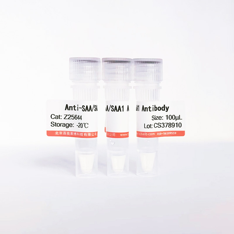 SAA/SAA1抗体图片